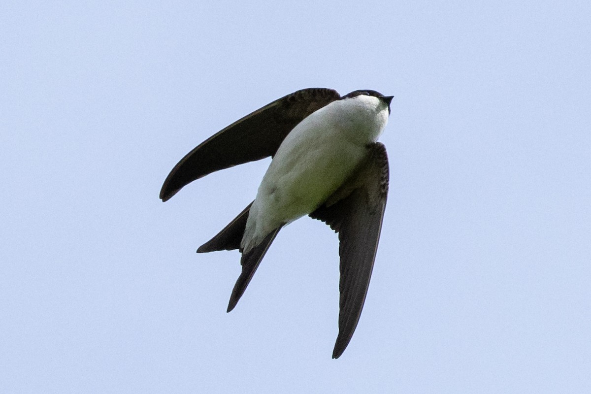 Western House-Martin - Jon White