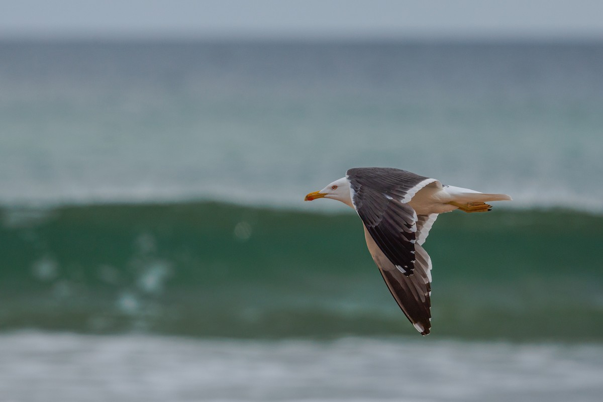 Lesser Black-backed Gull - ML620387962