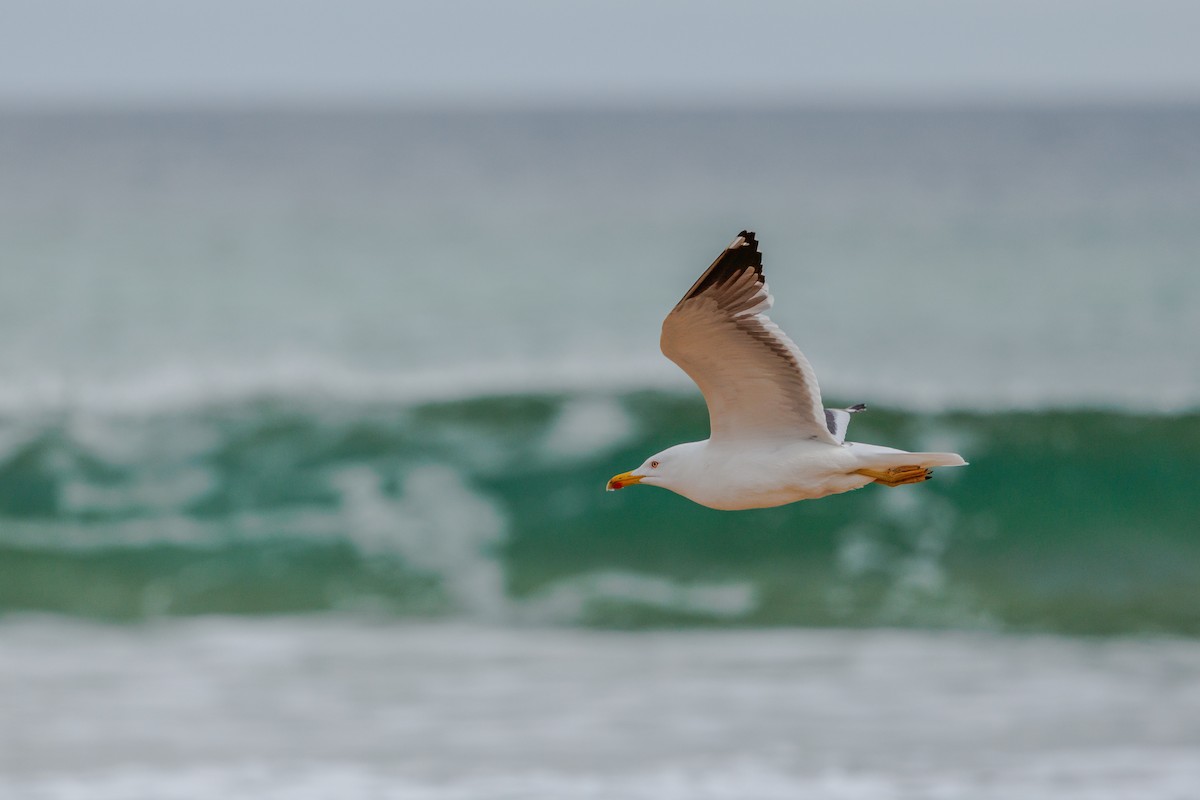 Lesser Black-backed Gull - ML620387963