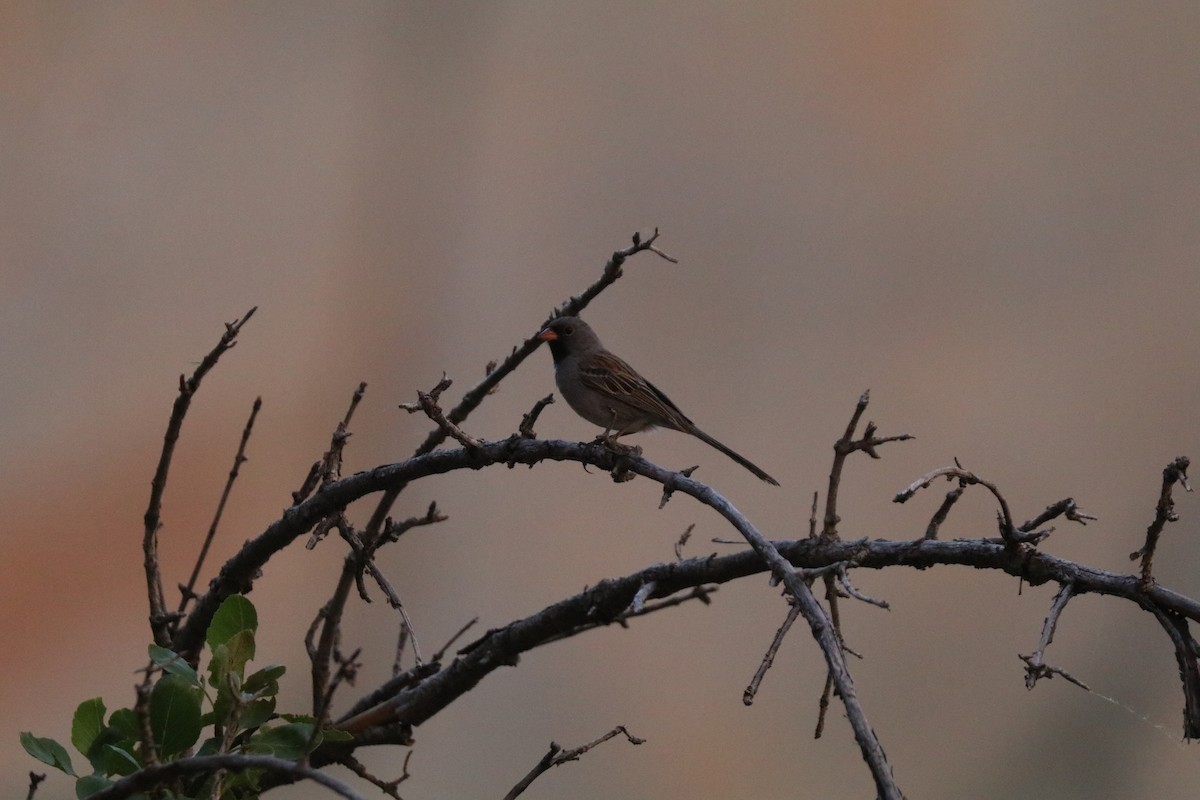 Black-chinned Sparrow - ML620387968