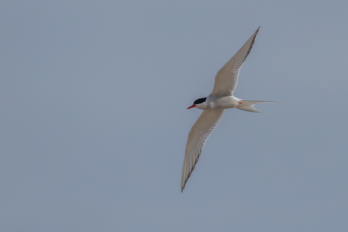 Arctic Tern - ML620387969