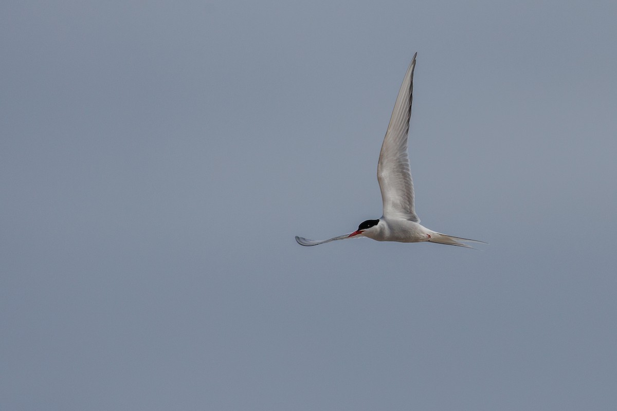 Arctic Tern - ML620387970