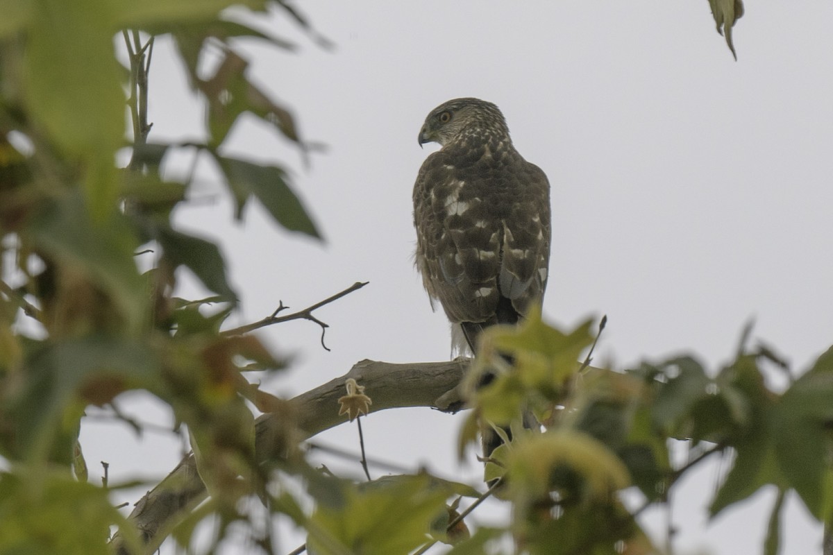 Cooper's Hawk - ML620387971