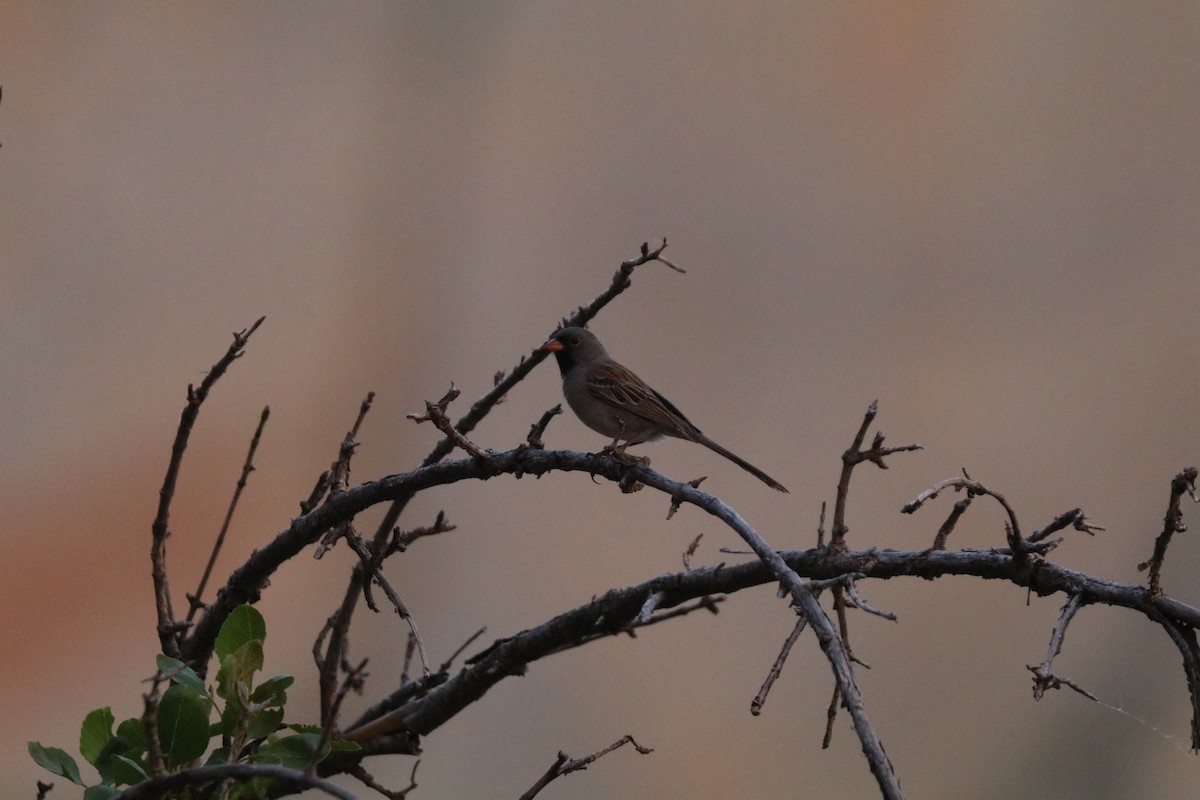 Black-chinned Sparrow - ML620387972