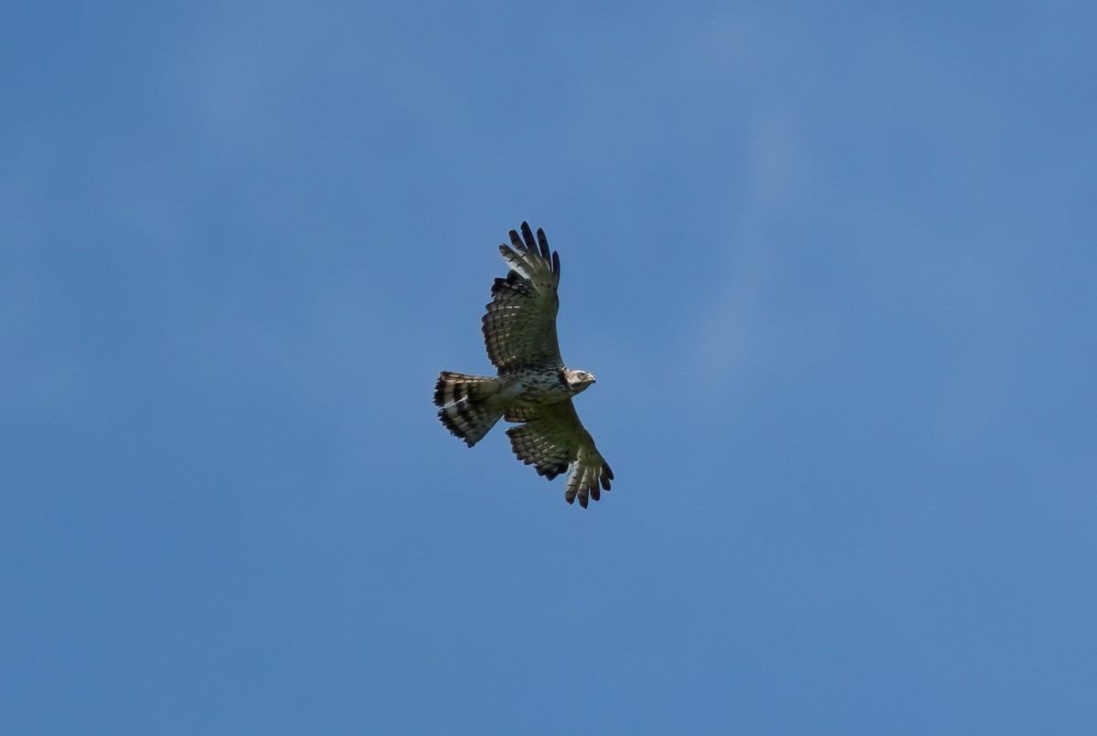 Red-shouldered Hawk - ML620387974