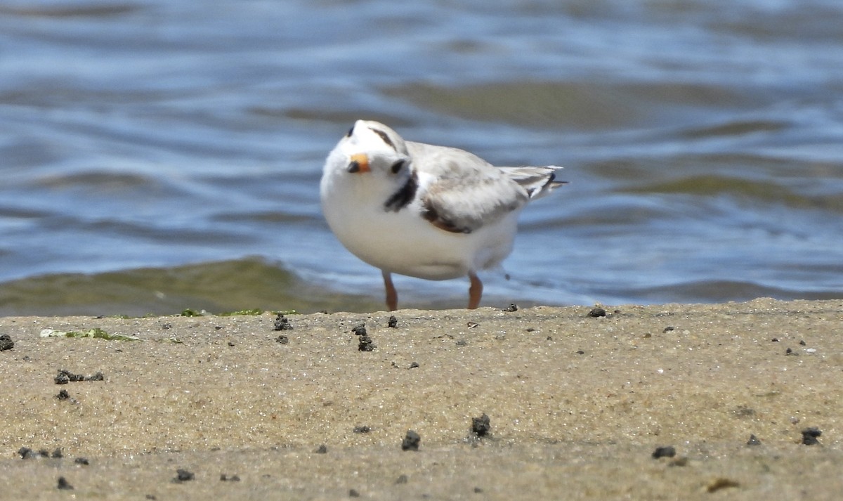 Piping Plover - ML620387975