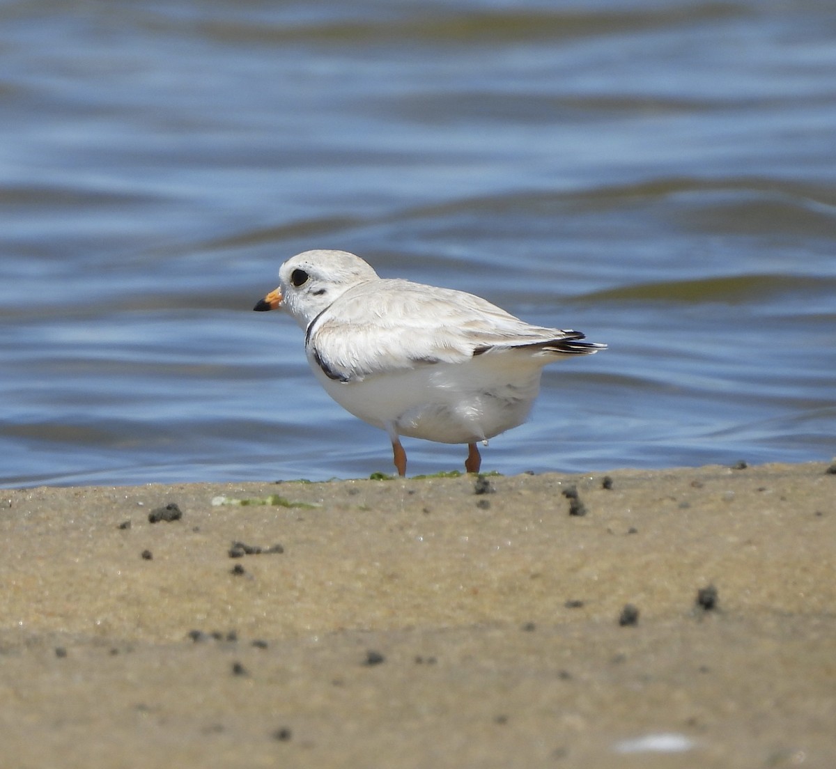 Piping Plover - ML620387976