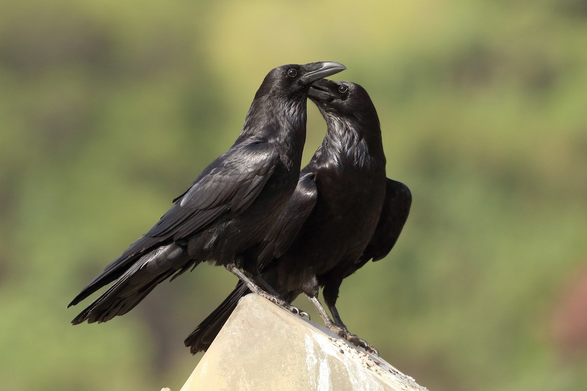 Common Raven - ML620387990