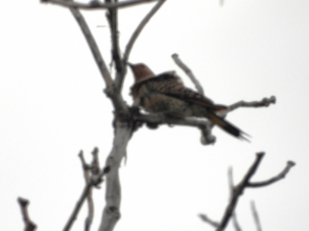 Northern Flicker - ML620387996