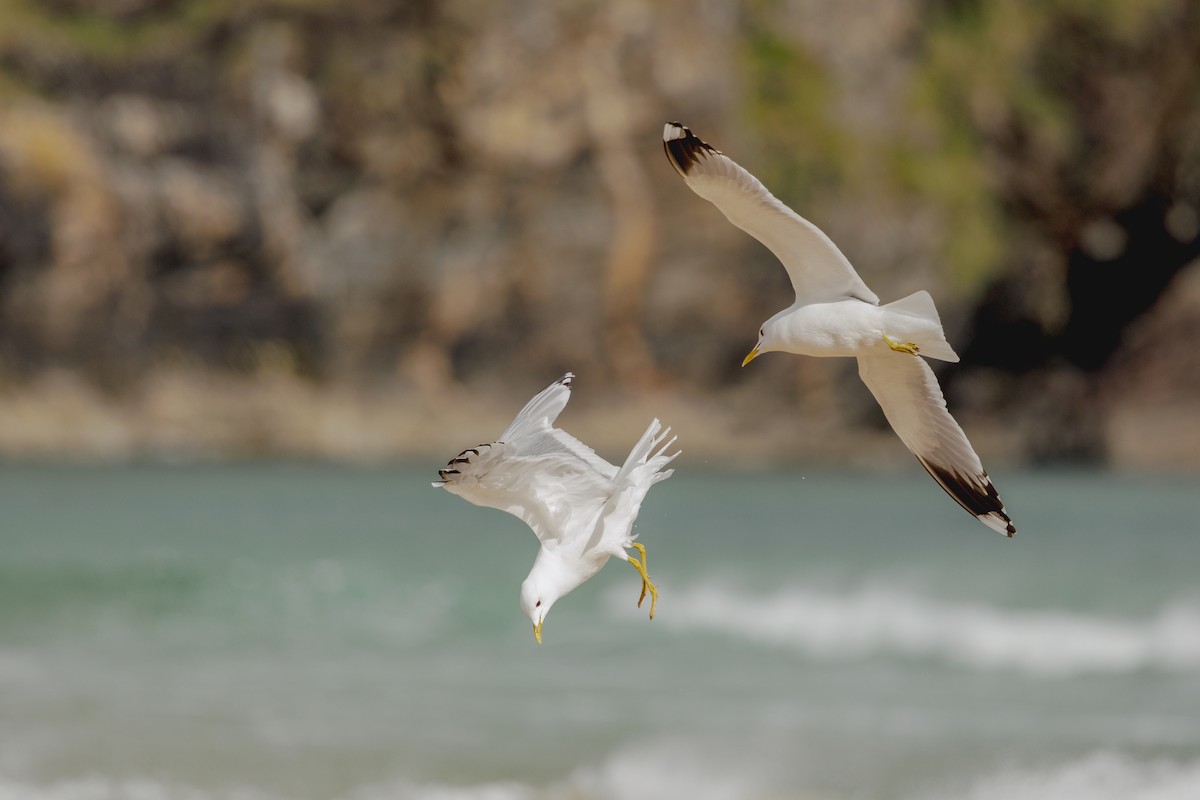 Common Gull (European) - ML620388007