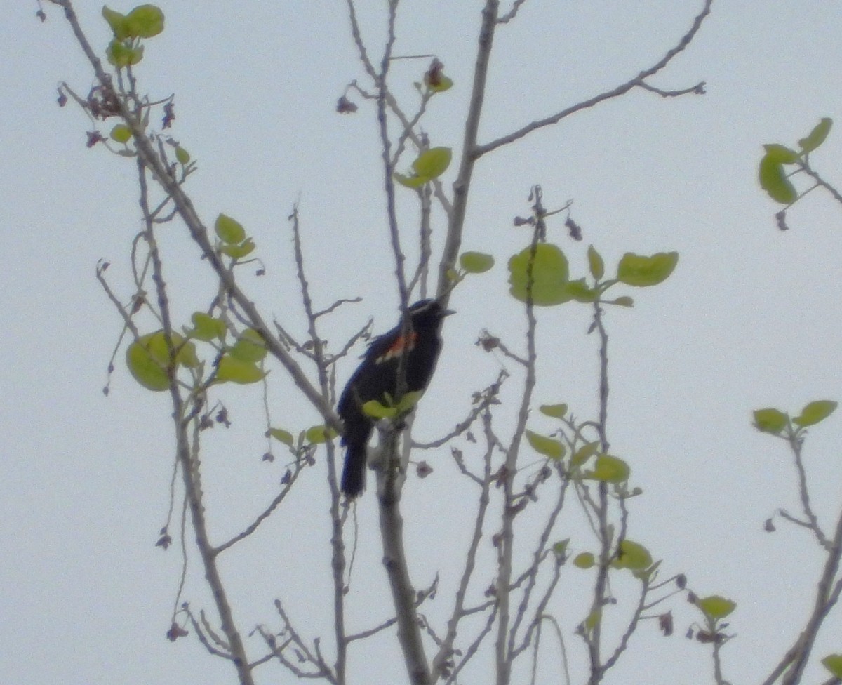 Red-winged Blackbird - ML620388010