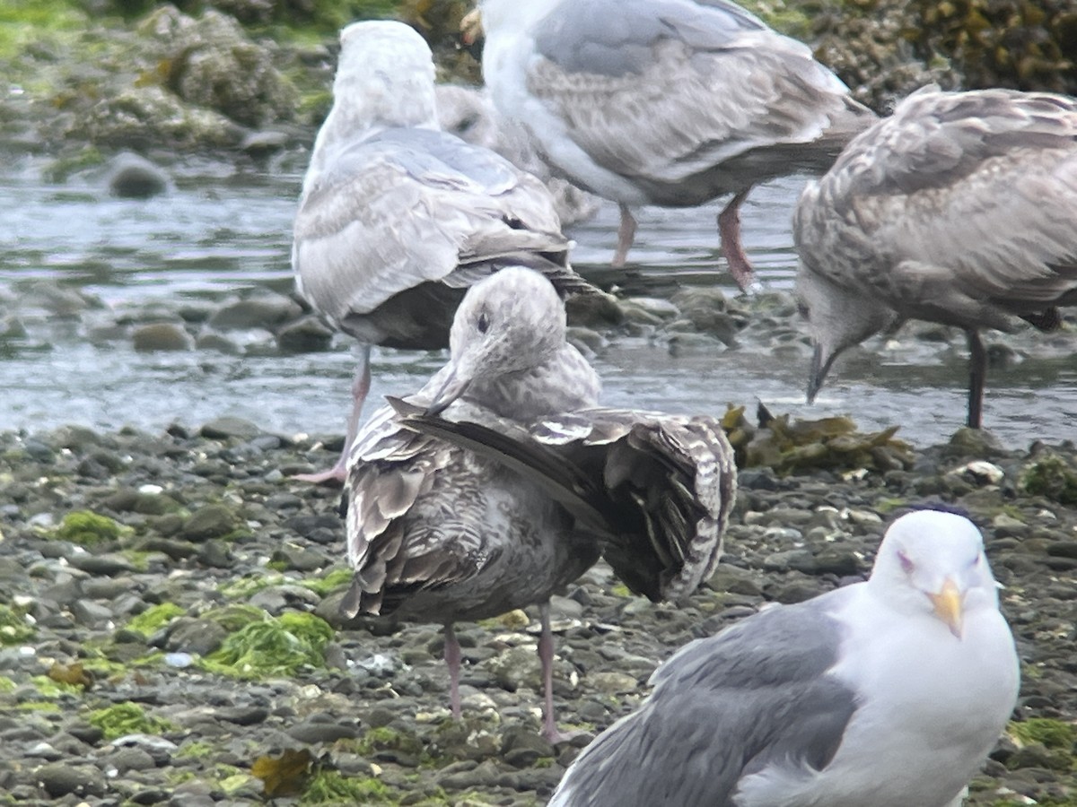 Gaviota Argéntea - ML620388014