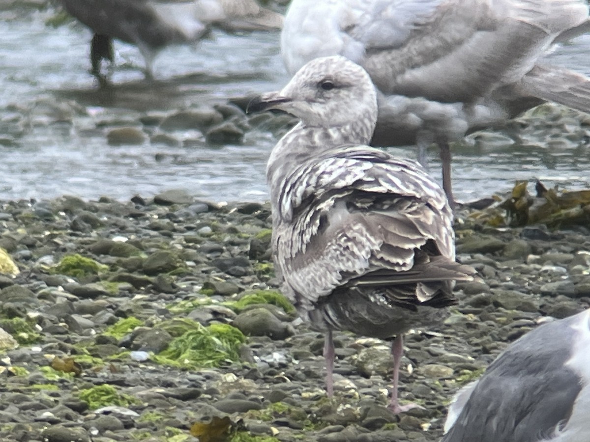 Herring Gull - ML620388015