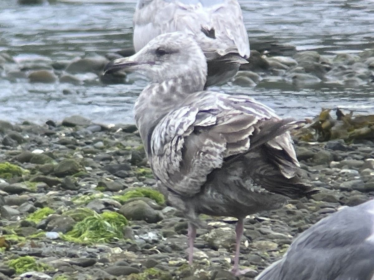 Herring Gull - ML620388016