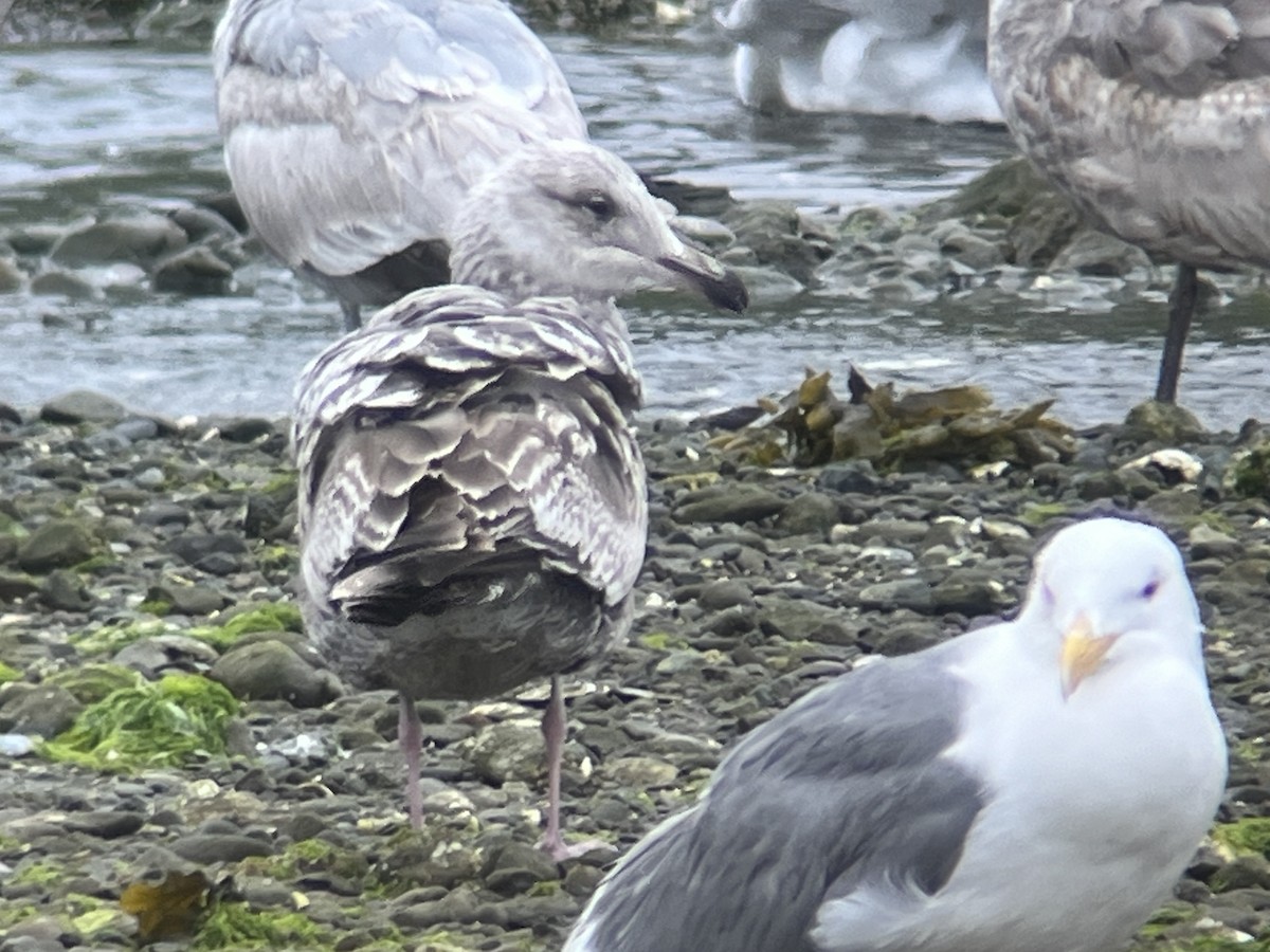 Herring Gull - ML620388017