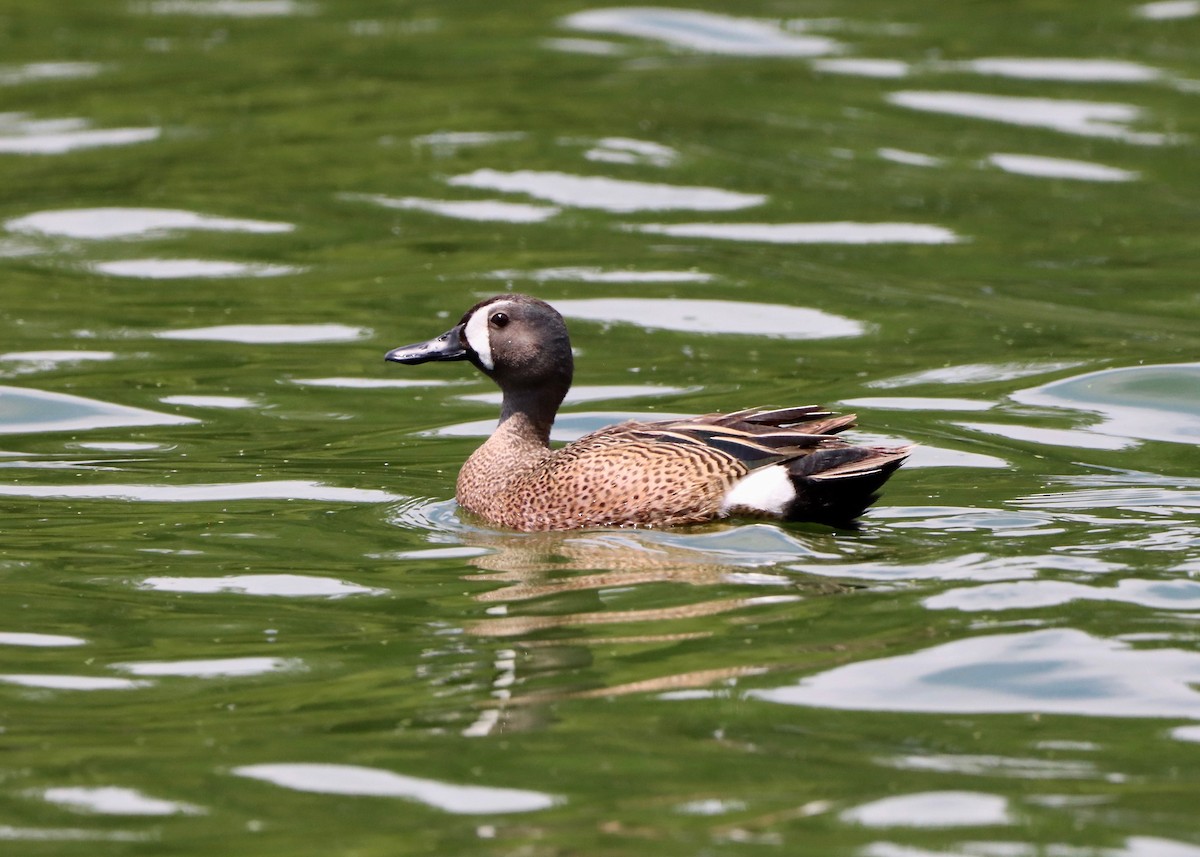 Blue-winged Teal - ML620388019