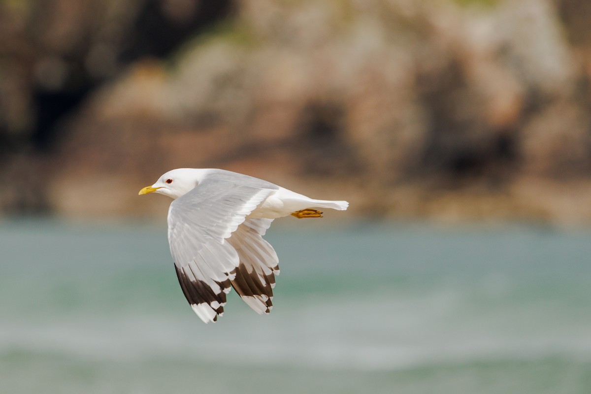 Common Gull (European) - ML620388024