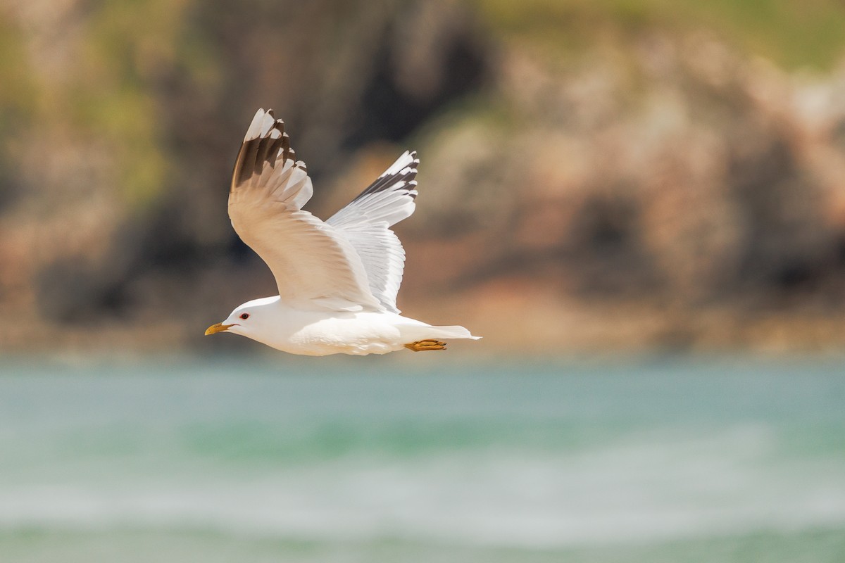 Common Gull (European) - Iain Robson