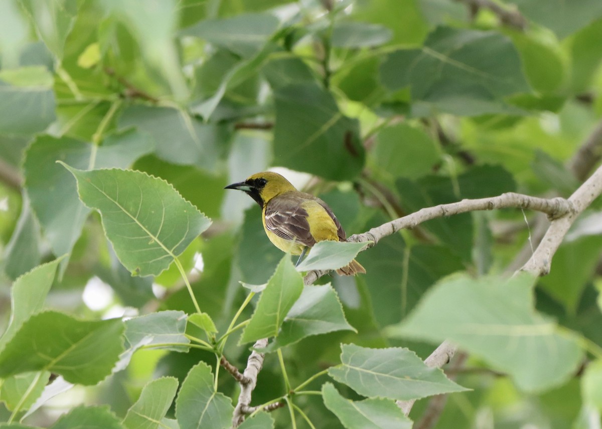 Orchard Oriole - ML620388042