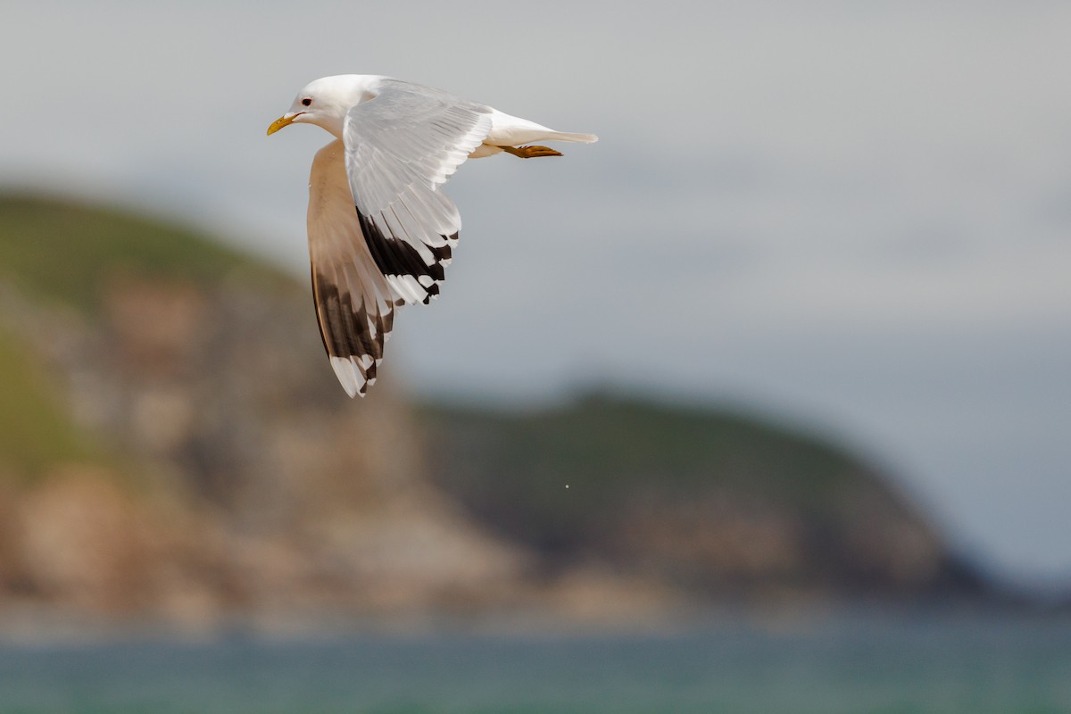 歐亞海鷗(canus) - ML620388045