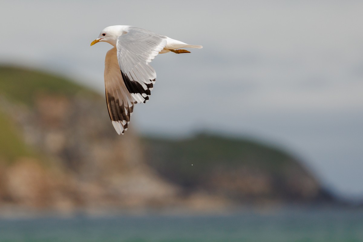 Common Gull (European) - ML620388045