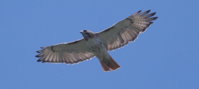 Red-tailed Hawk - ML620388058