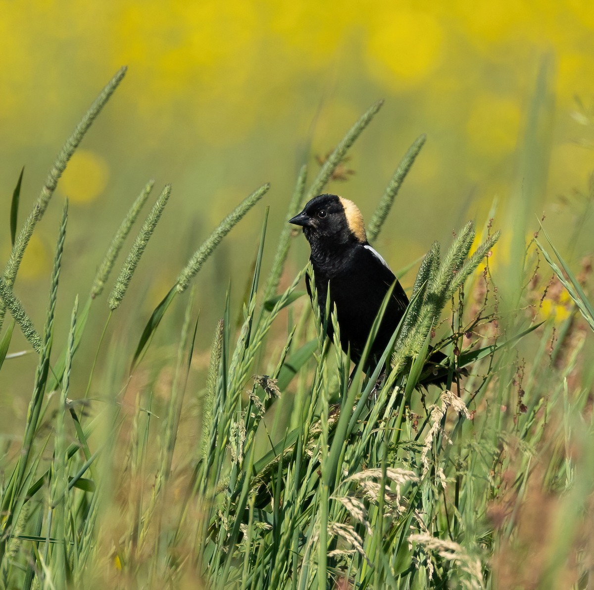 bobolink - ML620388066