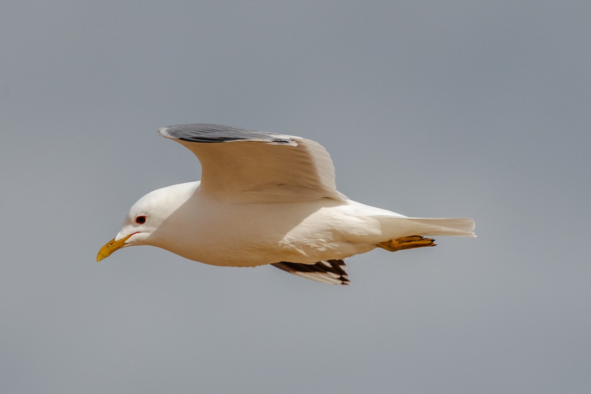 Common Gull (European) - ML620388068