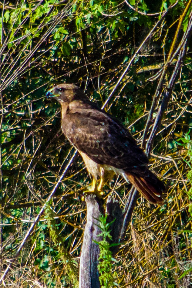 Red-tailed Hawk - ML620388070
