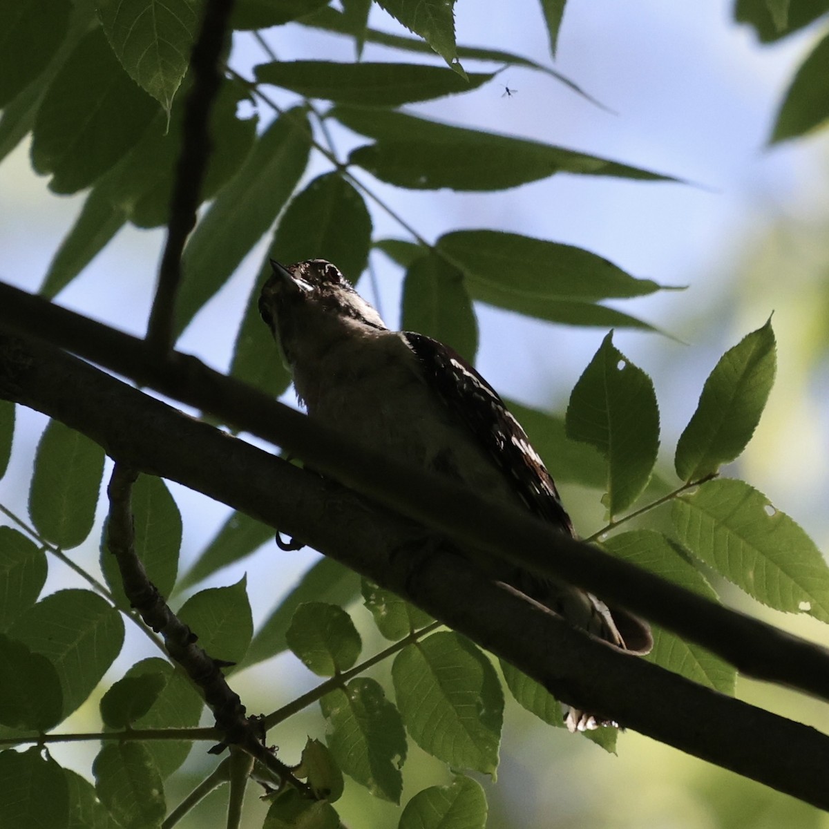 Downy Woodpecker - ML620388073