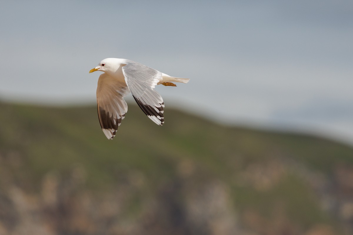 Common Gull (European) - ML620388074