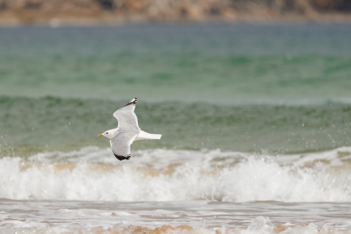 Common Gull (European) - ML620388075