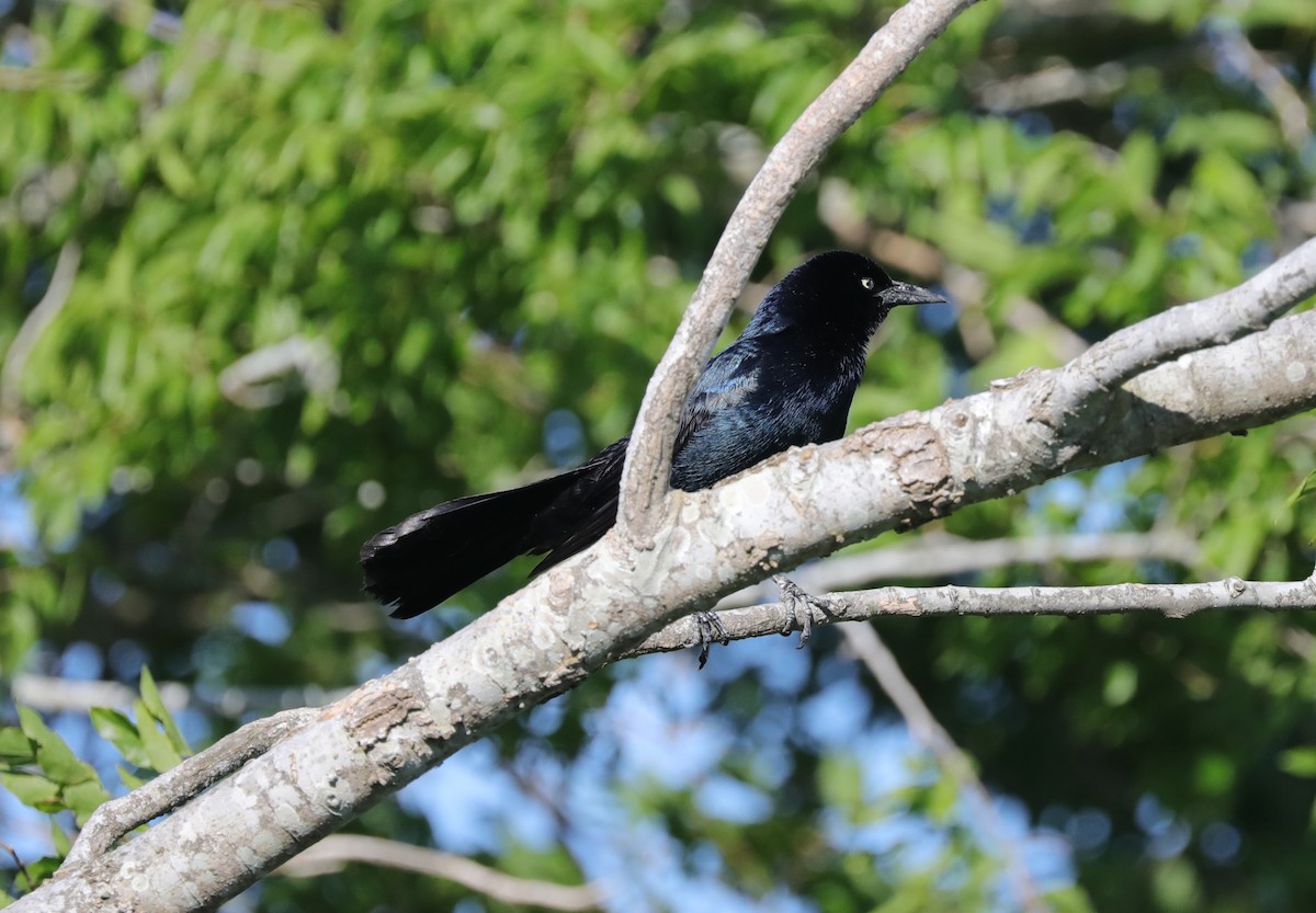Boat-tailed Grackle - ML620388082