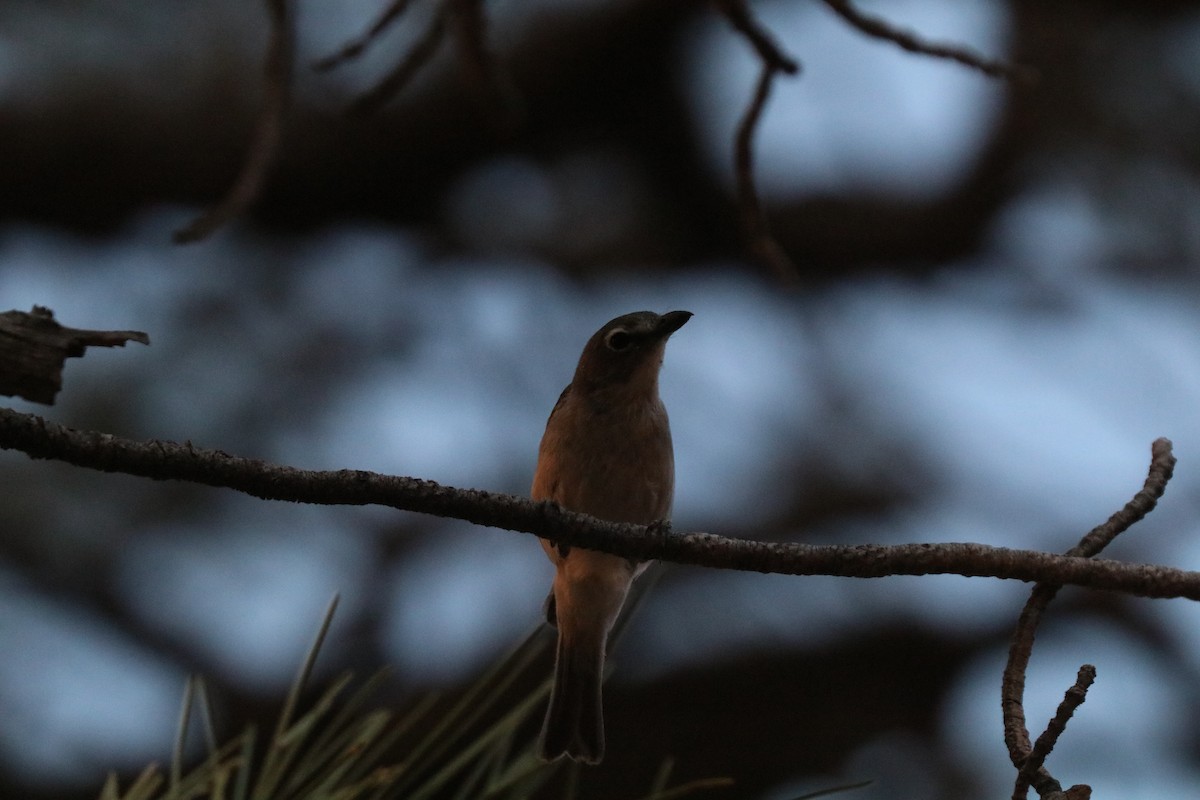 Plumbeous Vireo - ML620388088