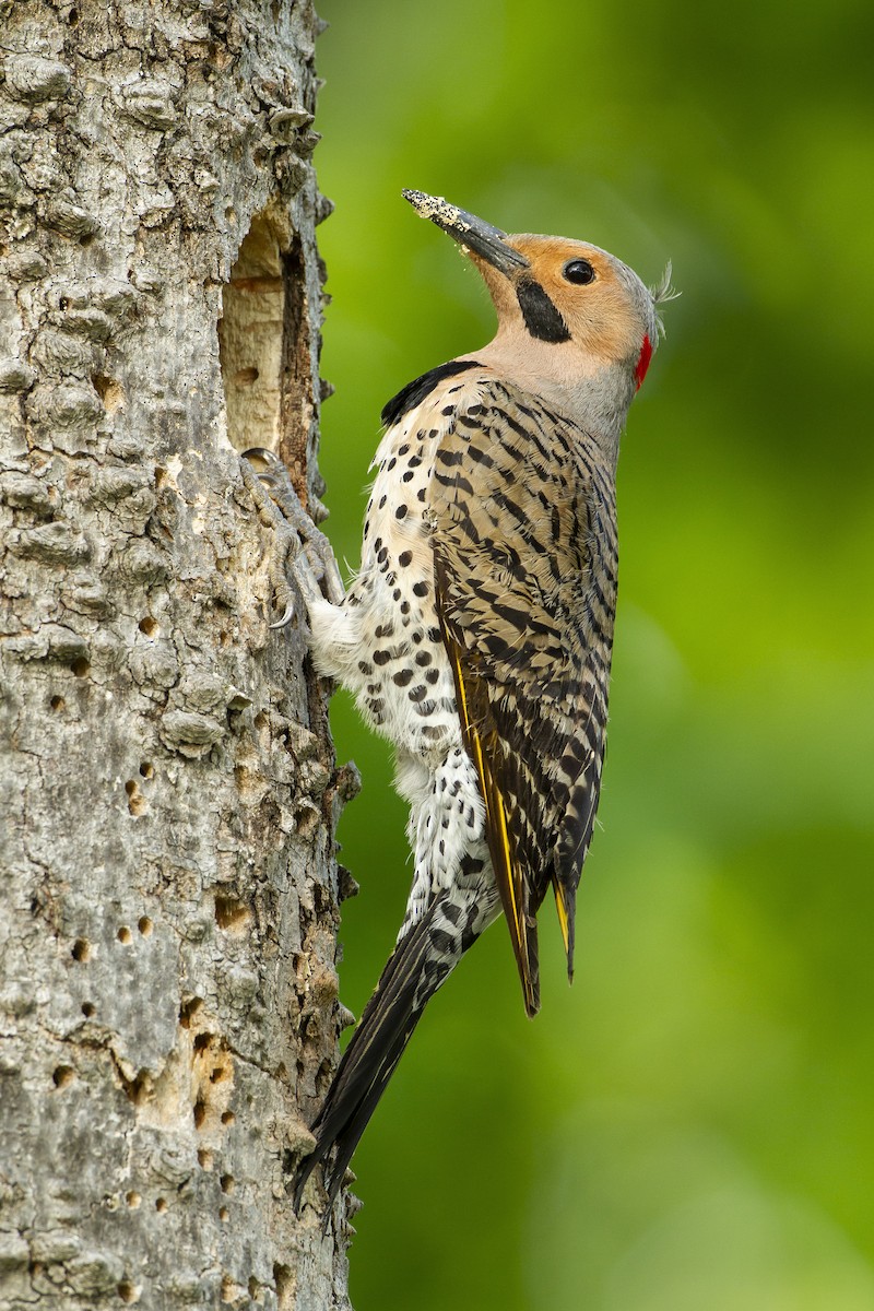 Northern Flicker (Yellow-shafted) - ML620388096