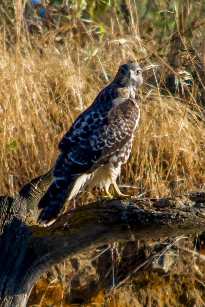 Red-tailed Hawk - ML620388104