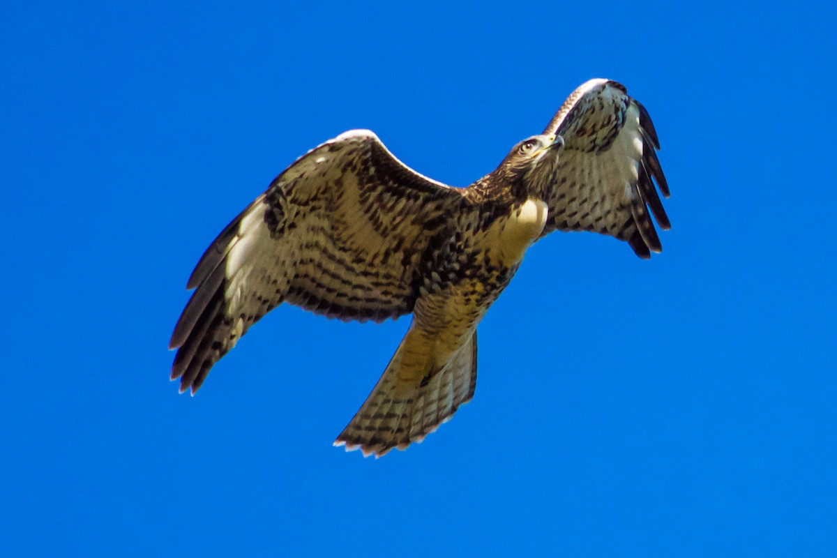 Red-tailed Hawk - ML620388106