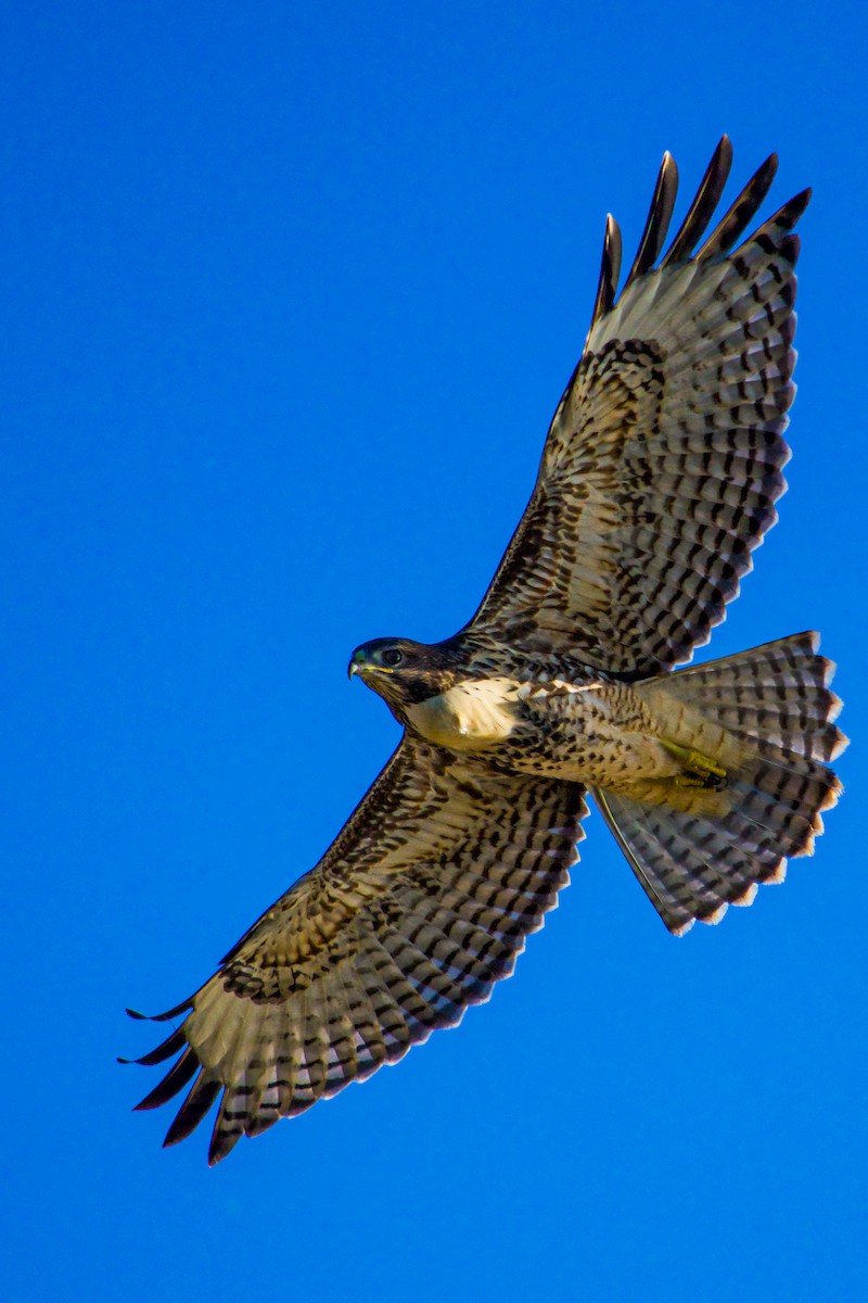Red-tailed Hawk - ML620388107