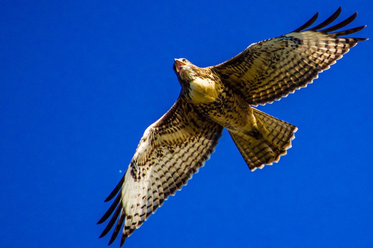 Red-tailed Hawk - ML620388108