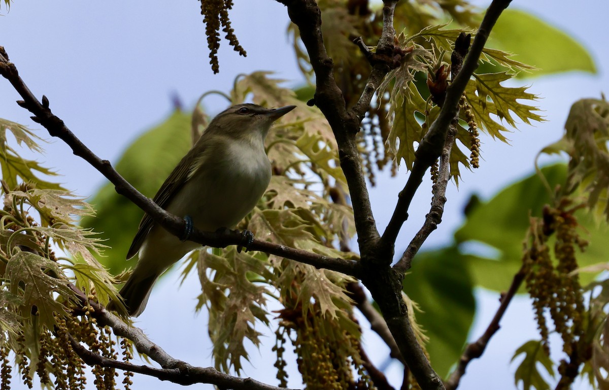 Red-eyed Vireo - ML620388116