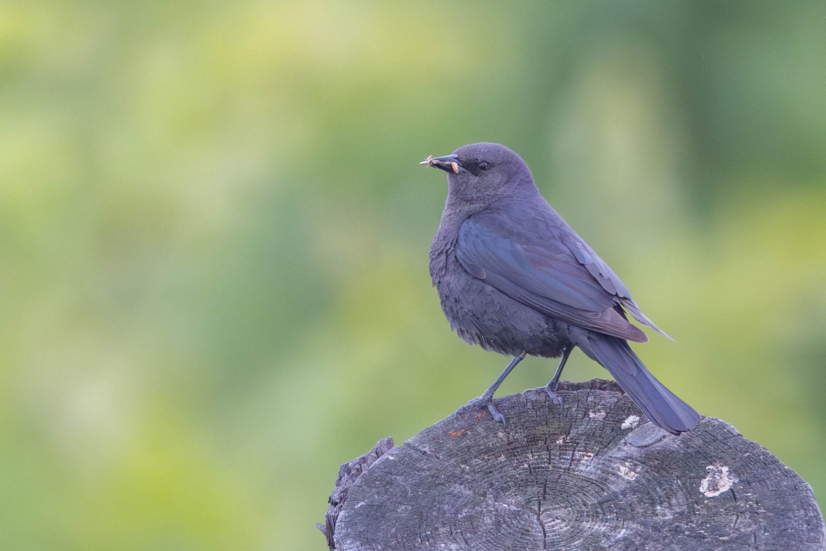 Brewer's Blackbird - ML620388118