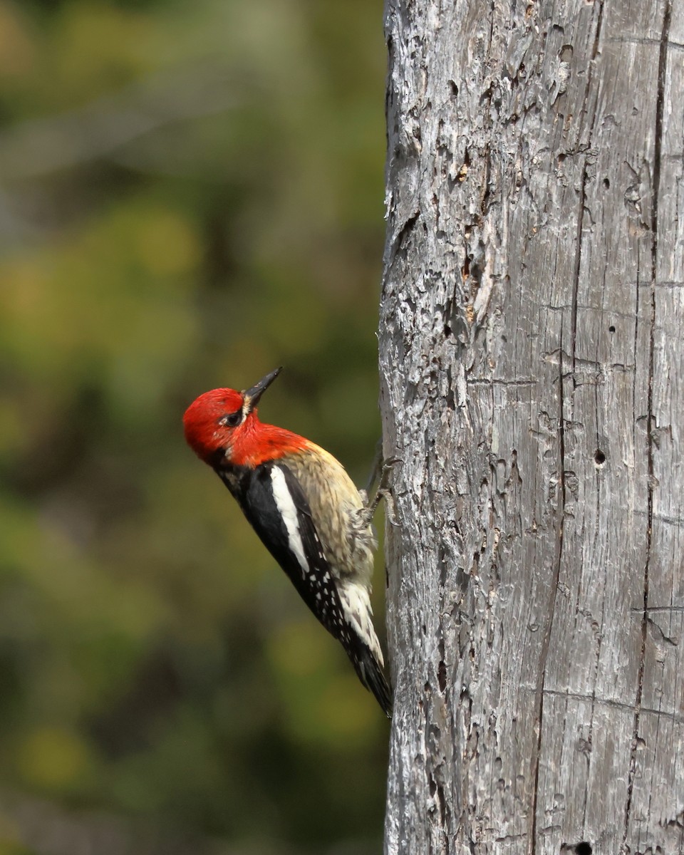 Red-breasted Sapsucker - ML620388123