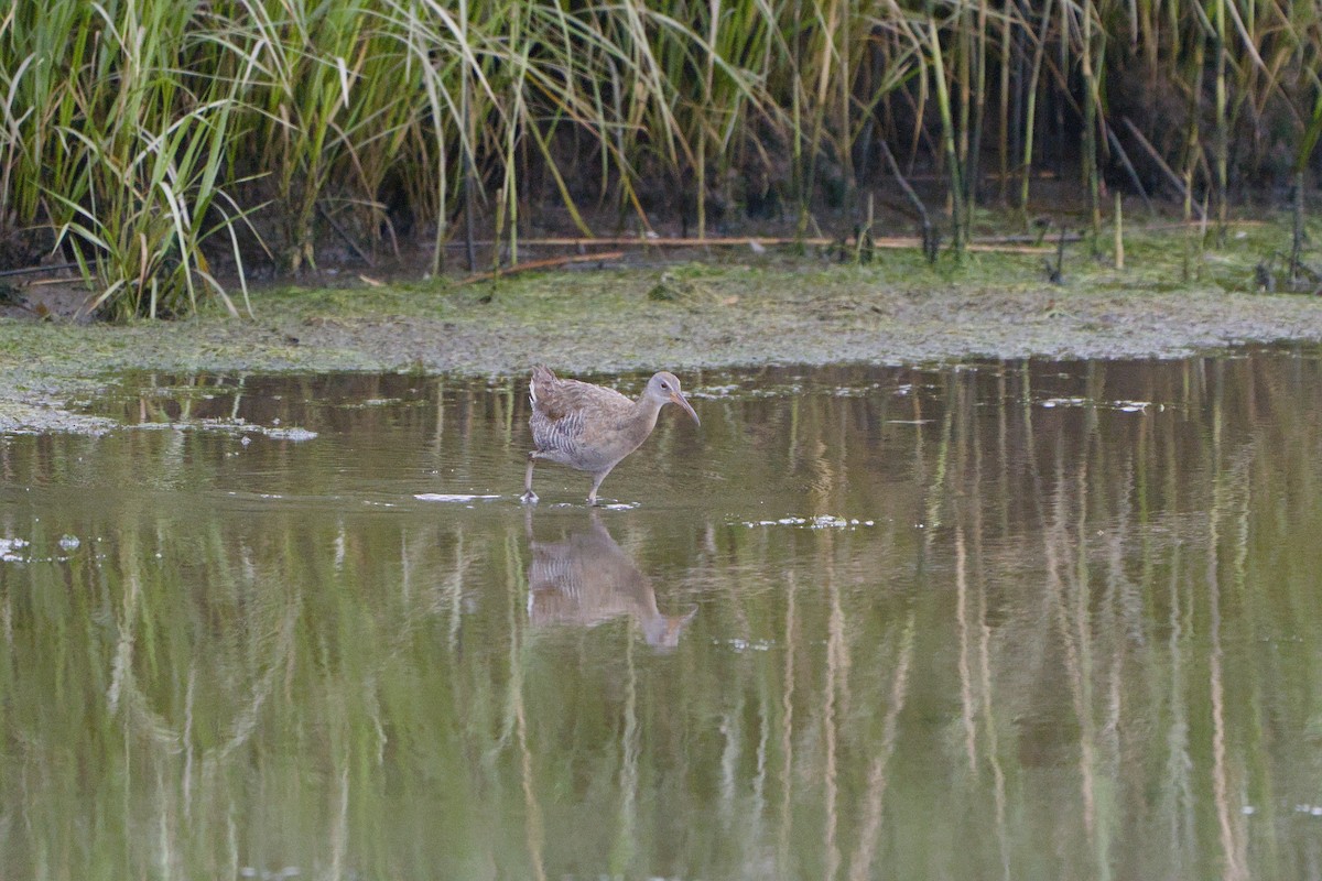 Clapper Rail - ML620388129