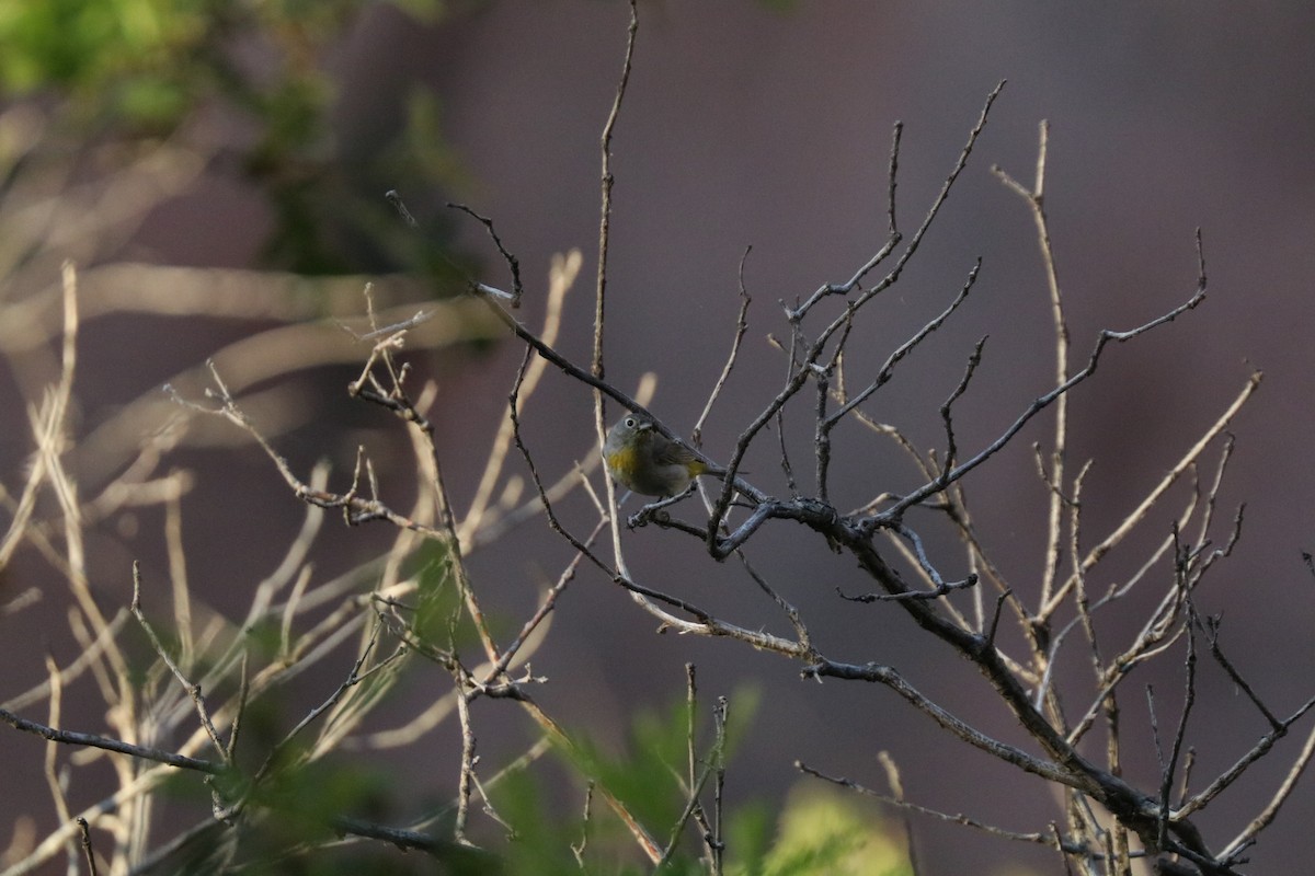 Virginia's Warbler - ML620388132