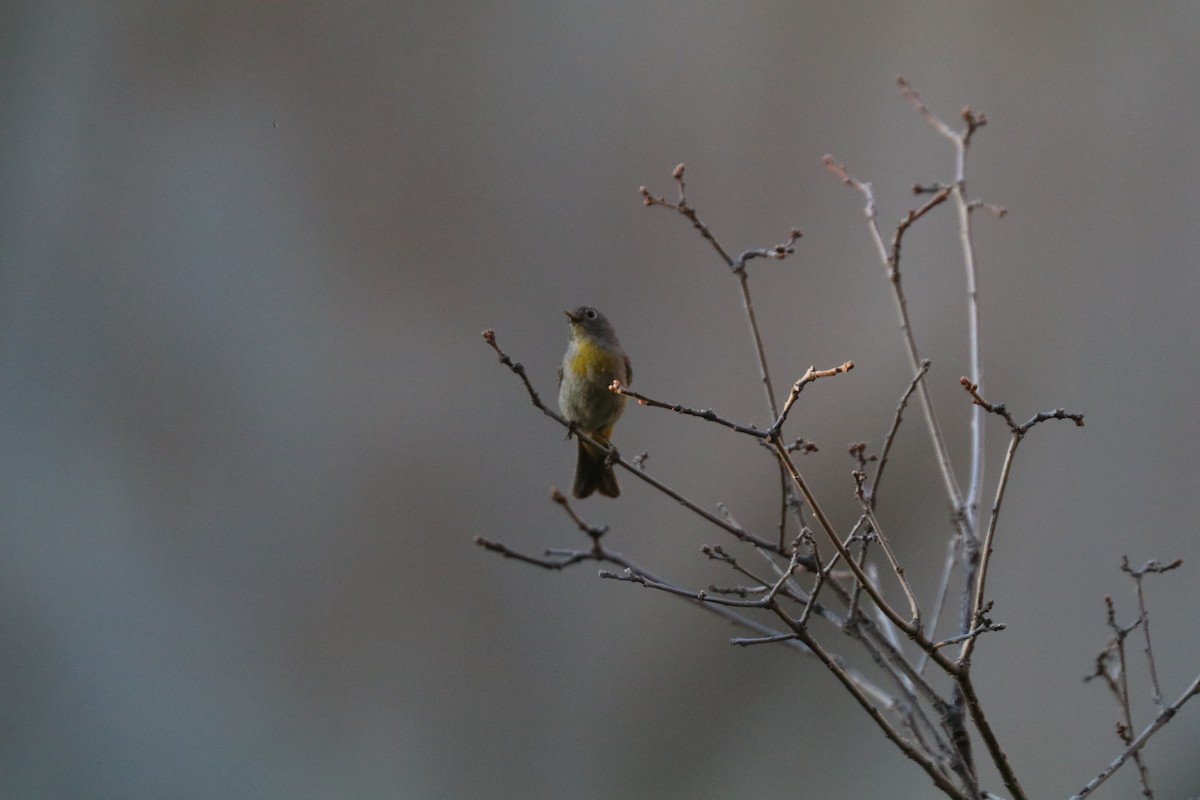 Virginia's Warbler - ML620388137