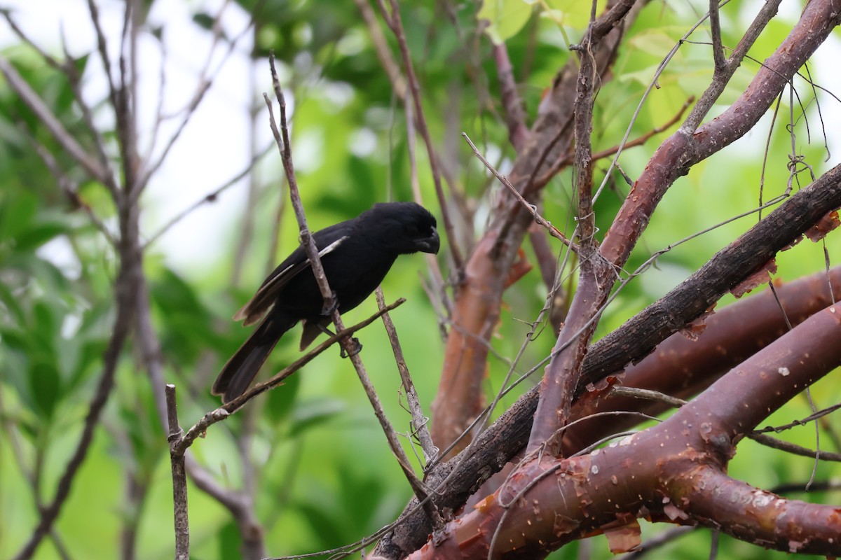 Grand Cayman Bullfinch - ML620388167