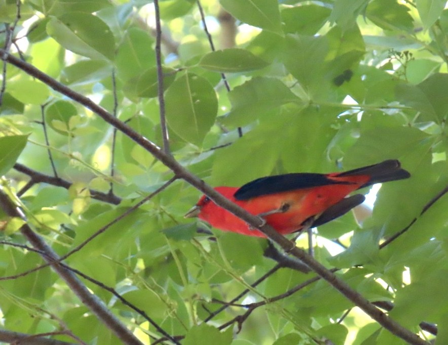 Scarlet Tanager - ML620388168