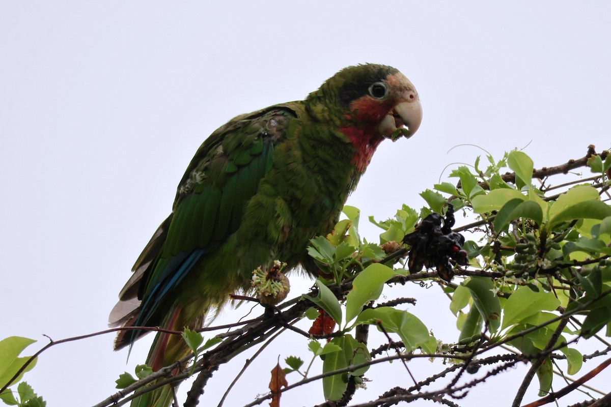 サクラボウシインコ - ML620388169