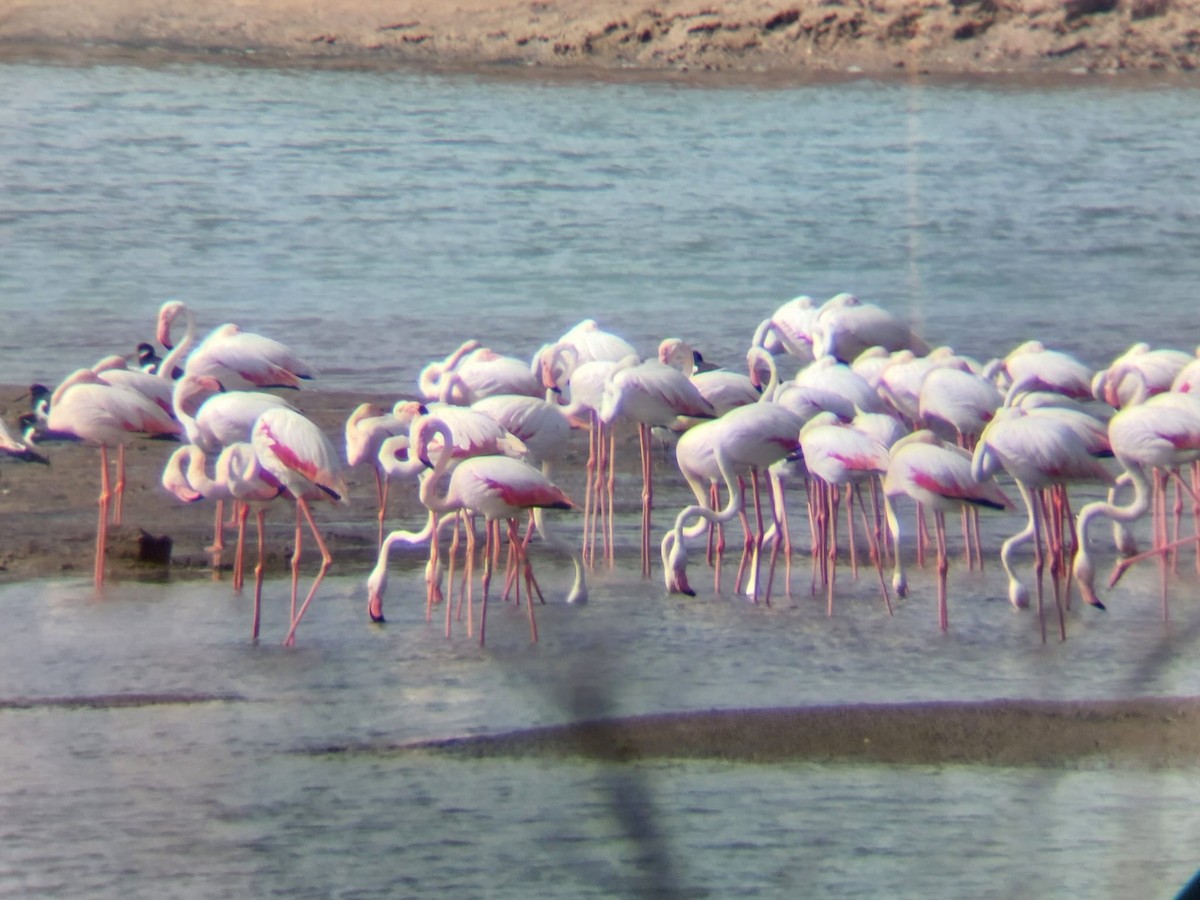 Greater Flamingo - ML620388172