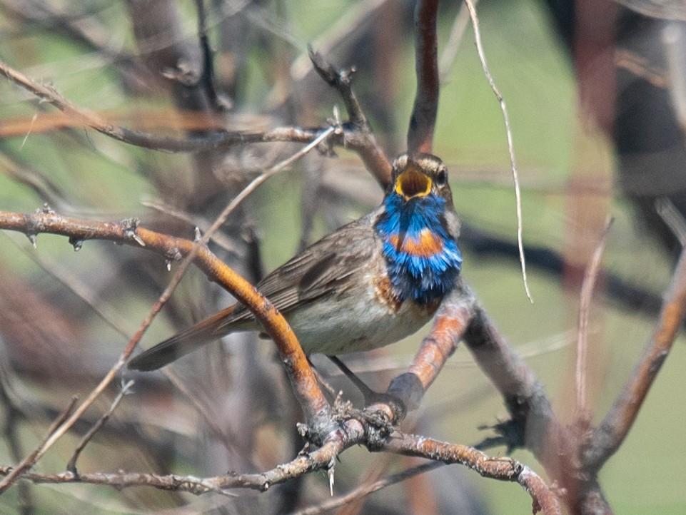 Bluethroat (Red-spotted) - ML620388179